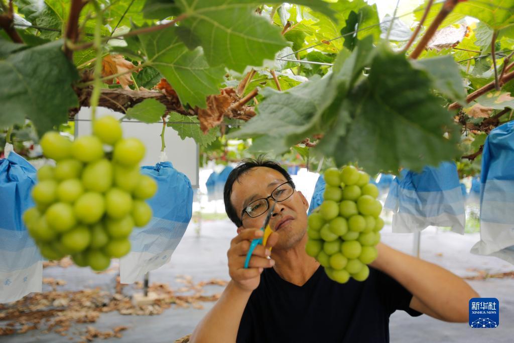 彩金白菜群